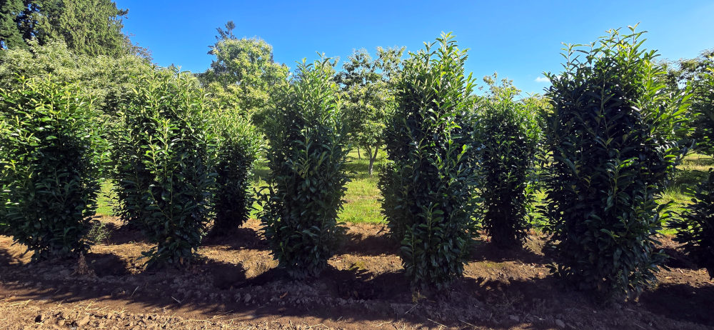 Prunus laurocerasus 'Skinny Skip'